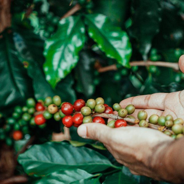 Male Farmer Holding Coffee Ripe With Red and Green Beans